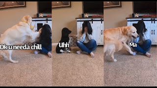 My 3 Dogs React To Me Fake Crying  Prank Best Reactions EVER [upl. by Awram]