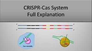 CRISPR System and CRISPR CAS9 Technique The full principle Part 1 [upl. by Laverne93]