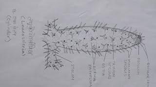 How to draw easy Leucosolenia  ल्यूकोसोलीनिया का चित्र  BLOOMING ART AND DESIGN [upl. by Heyde839]