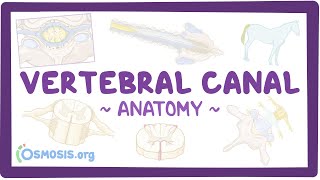 Anatomy of the vertebral canal [upl. by Niro]