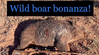 Wild boar Bonanza Wild boar Shooting 🇦🇺 [upl. by Jeb871]