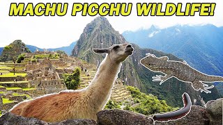 Exploring Machu Picchu Wildlife Showcase of the Ancient Ruins [upl. by Thema]