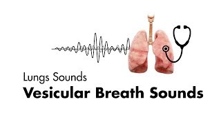 Vesicular Breath Sounds  Normal Lung Sounds  MEDZCOOL [upl. by Patsy334]