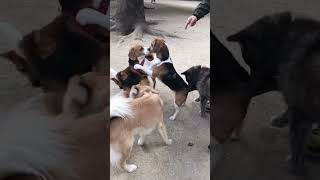 LEO FIGHTING 😳😱🐶 beagle beaglebreed dog puppy husky animals zoo dogshorts pets trending [upl. by Quarta]