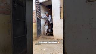 Juber Goat Farm breeding set up Juber bhai ￼ 91 88663 74280 shortsfeed shorts [upl. by Eelitan184]