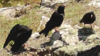 Choughs at Cape Cornwall  Chough [upl. by Rather]