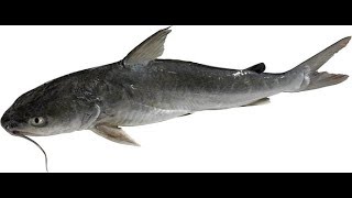 HOW TO COOK SALTWATER CATFISH [upl. by Sabas]