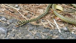 Dying Chrysopelea ornata Golden tree snake 2 [upl. by Ciel]