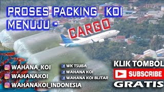 KOI BLITAR  PROSES PACKING IKAN KOI MENUJU BANDARA [upl. by Jeggar]