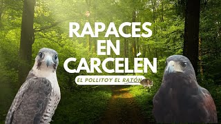 🦅 Aves Rapaces en Carcelén el Arte de la Cetrería 🦅 [upl. by Amilas755]