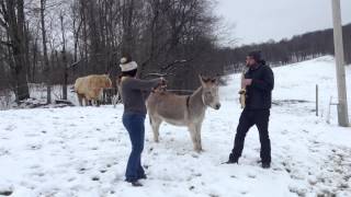 The Hee Haw Donkey Serenaded by Ryan and Shelby [upl. by Cud]