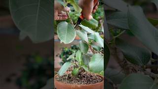 Pruning a Ficus Benghalensis Bonsai [upl. by Arathorn]