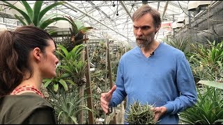 Tillandsia Tour  Utrecht Botanic Gardens Part 1  Plant One On Me — Ep 086 [upl. by Earb692]