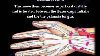 Anatomy Of The Median Nerve  Everything You Need To Know  Dr Nabil Ebraheim [upl. by Lona]