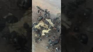 Camponotus chromaiodes larvae pile antkeeping ￼￼ [upl. by Kirk]