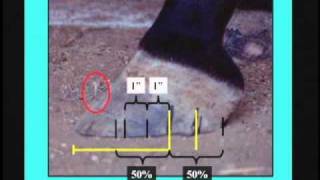 Recognizing Hoof Distortions  2 Minute Overview [upl. by Tyoh]