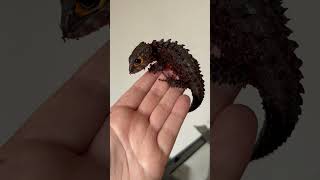 My Mini Dragon  Red Eyed Crocodile Skink [upl. by Lauryn39]