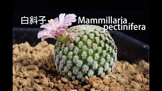 仙人掌愛好者一定要搞清楚的物種 白斜子Mammillaria pectinifera [upl. by Jamin]