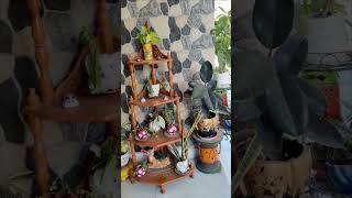 Maingate decoration ideas plantdecoration balconygarden plants shortsviral [upl. by Jeremias247]