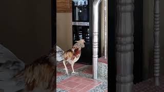 My Chicken is fighting its reflection [upl. by Cohligan]