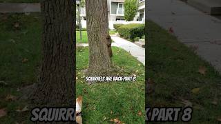 Squirrels are back part 8 [upl. by Lohse763]