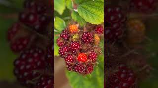 AVOID Invasive species Wineberry Wine Raspberry Rubus phoenicolasius garden invasivespecies [upl. by Emerald612]