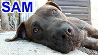 Please help Sam find a home and share this video Thanks rescue [upl. by Hoffmann]