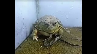 Wild frog Eat snakescorpion and crub awesome [upl. by Nwad]