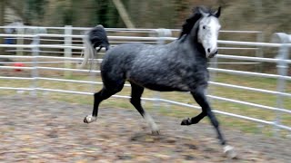 Monsterpferd und Junghengst – Falco amp Bourbon zur Therapie auf Hof Eicheneck [upl. by Harak]