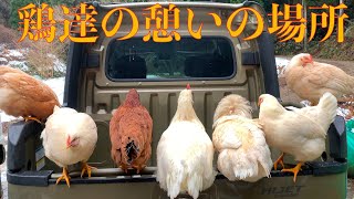 若鶏達に車を占拠されました… [upl. by Plotkin]