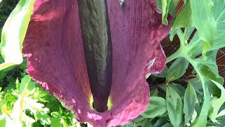 Dracunculus Vulgaris Spectacular Dragon Lily [upl. by Esekram505]