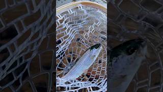 The view or the fish 😍 colorado fishing viralvideo shorts fypシ゚viral [upl. by Amory]