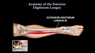 Anatomy Of The Extensor Digitorum Longus Muscle  Everything You Need To Know  Dr Nabil Ebraheim [upl. by Teri167]