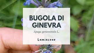 BUGOLA DI GINEVRA  Ajuga genevensis L  Lamiaceae  Upright bugle [upl. by Mota]