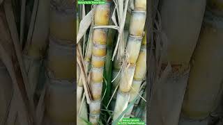 Saccharum officinarum  Sugar Cane Plant  Poaceae Family sugarcane sugarplant monocot [upl. by Shafer]