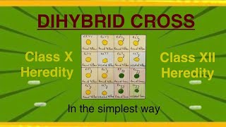 DIHYBRID CROSS ClassX Heredity ClassXII Heredity Genetics [upl. by Gussy]