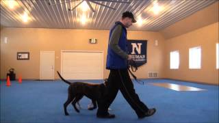 Mac Presa Canario Obedience Training Video [upl. by Hareema]