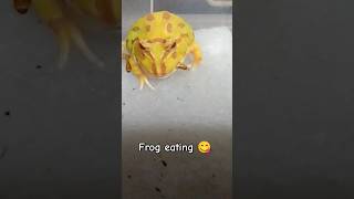 Frog eating 😋 frog eating [upl. by Merilyn]