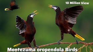 Montezuma oropendola Birds  Asian Birds  Birds and Animals [upl. by Notlrac]