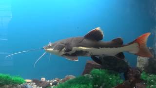 Catfish  Ray finned fish [upl. by Chill]