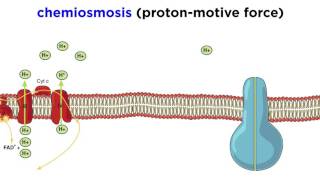 3 Oxidative Phosphorylation  Biological Oxidation  Biochemistry  NJOY Biochemistry [upl. by Notlew]