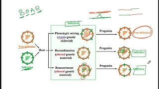 USMLE ACE Video 87 Phenotypic mixing Recombination and Reassortment [upl. by Aramak]