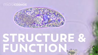 Colorless Euglenoids Structure and Function and Food [upl. by Giverin920]