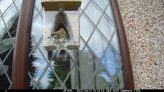 bird on my Roamwild Arch Window feeder taken with campark T100 [upl. by Eberhard826]