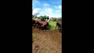 long horned cow  cattle  are only found in Uganda [upl. by Pippy]