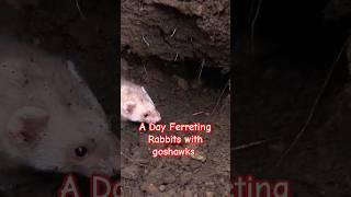 A Day Out Ferreting Rabbits With Goshawks hunting gamemeat wildlife [upl. by Dnamron]