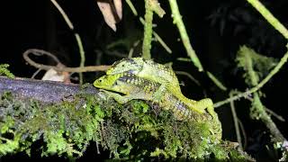 Bromeliad Arboreal Alligator Lizard Abronia taeniata mating [upl. by Airtemad]