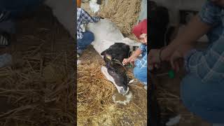 Urea poisoning in cattle dairy firstaid milk cow milk [upl. by Thorlie]