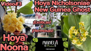 💚¡Ni a cuál irle😍 ¡Todas las hoyas hermosas💚Hoyas de flores y hojas hermosas💚Video3 [upl. by Naitsirhc]