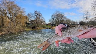 River Ouse larger barbel stocking 2024 [upl. by Analah98]